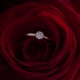 Verlobung eine Rose und ein Ring